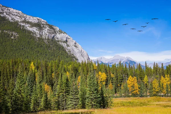 Rebaño de aves migratorias sobre el valle —  Fotos de Stock