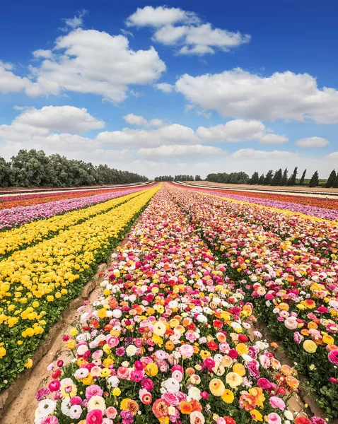 Цветочный ковер цветущих садовых лютиков — стоковое фото