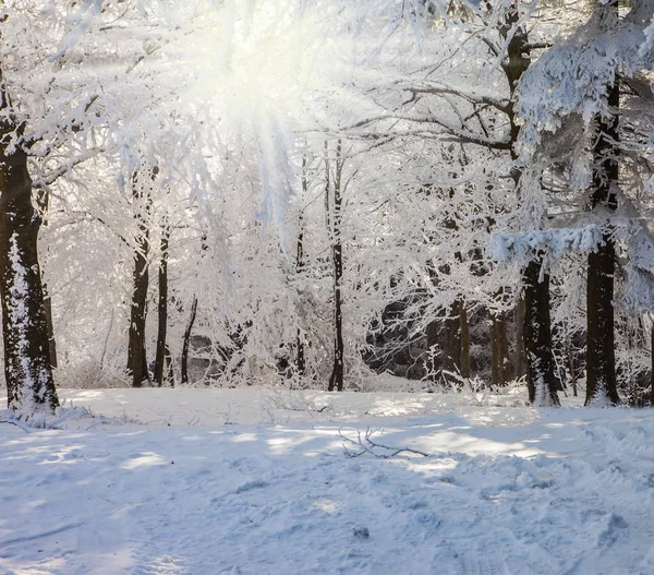 Glade in snow-covered wood — Stock Photo, Image