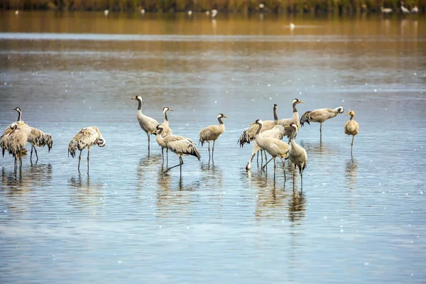 Grijze kranen op lake Hula — Stockfoto