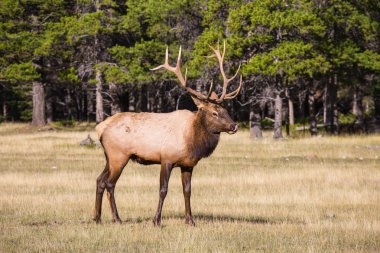 Orman kenarında antlered geyik