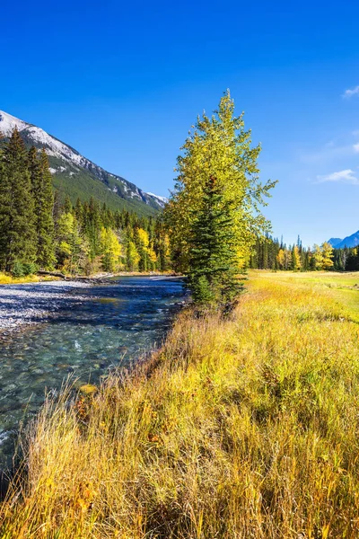 Stream bland gult gräs gräsmattor i park — Stockfoto