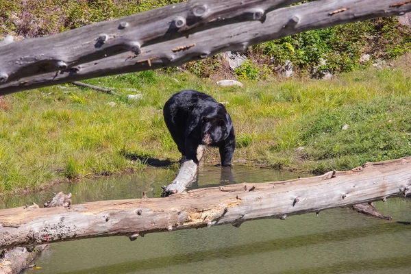 Enorme oso negro descansando cerca del lago — Foto de Stock