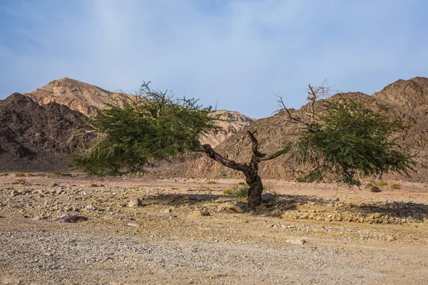 Branchy acacia growing in middle of desert — Stock Photo, Image