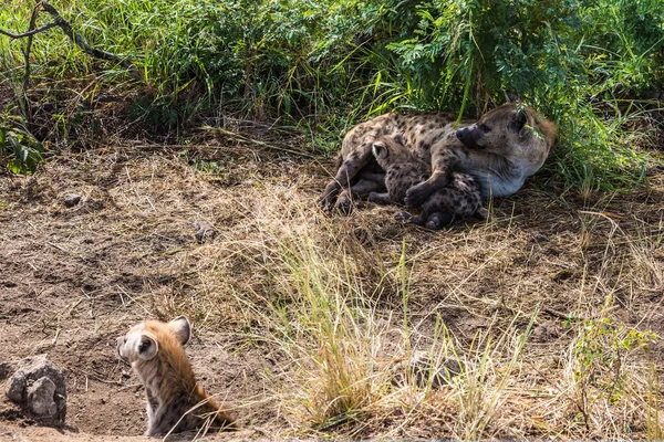 Hienas manchadas yaciendo en tierra —  Fotos de Stock