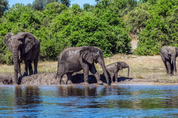 Famille des éléphants avec des veaux sur la rivière rive — Photo