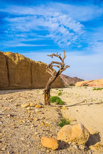 Dried tree growing in middle of desert — Stock Photo, Image