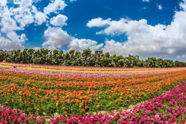  şeritler büyüyen düğünçiçekleri alan
