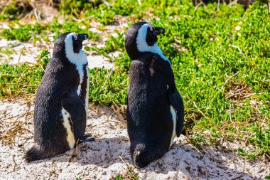 Kıyı kum üzerinde iki penguenler 