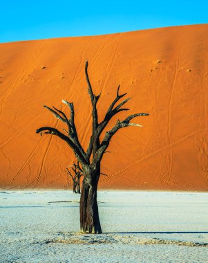 Kuru Kuru göl alt ağaçlarında