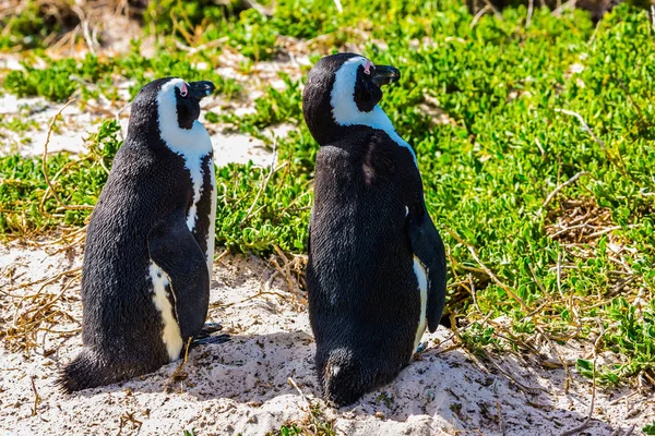 Dwa pingwiny na przybrzeżnych piasku — Zdjęcie stockowe