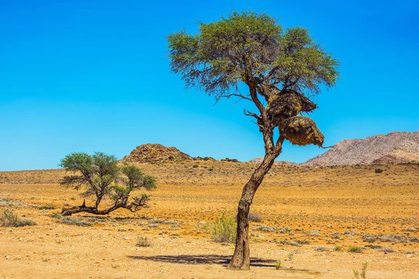 Roadside tree growing in Namib desert — Stock Photo, Image