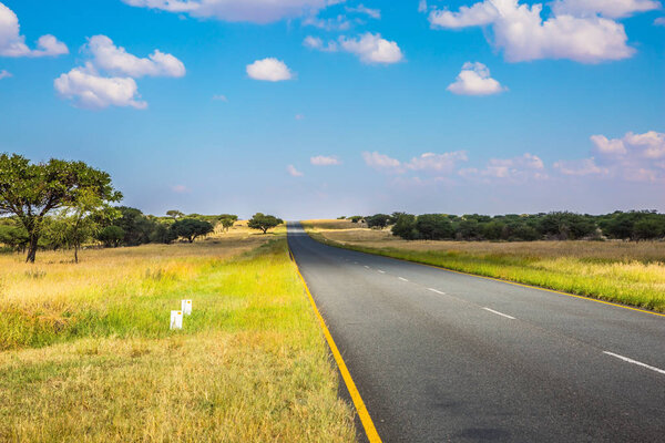 yellowed grass along asphalt highway