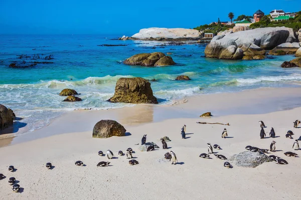 Afrykańskich pingwiny na piaszczystej plaży — Zdjęcie stockowe