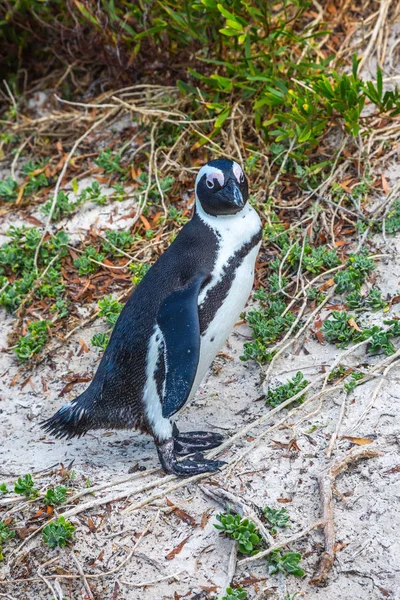 Приятный черно-белый пингвин в резерве — стоковое фото