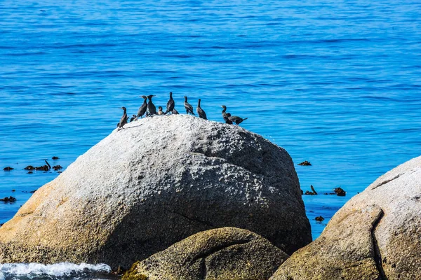 巨大な岩のアフリカのペンギン — ストック写真
