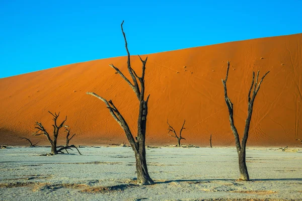 Droge bomen in de bodem van droge meer — Stockfoto