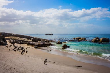 Kum plajındaki Afrika penguenler  