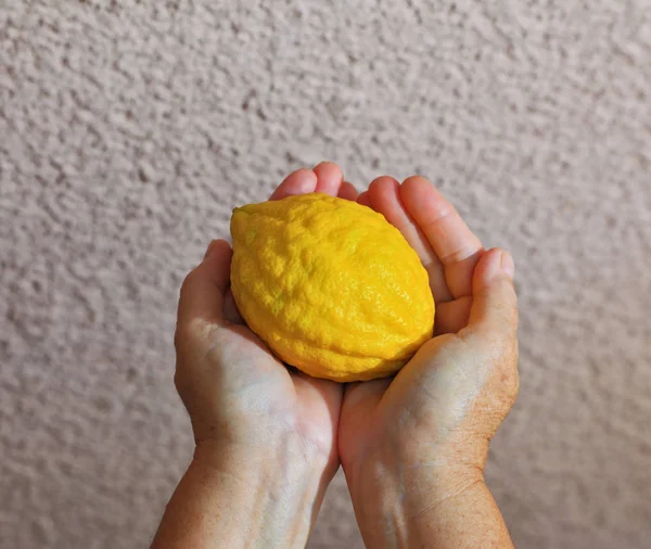 Female hands holding ritual etrog — Stock Photo, Image