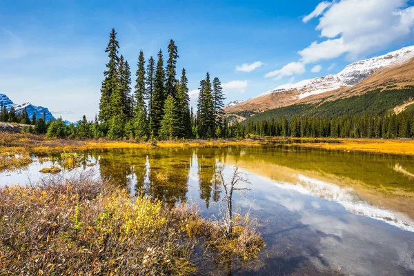 Pini riflessi nell'acqua del lago — Foto Stock