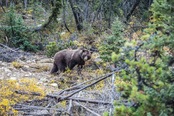 Orso bruno affamato in cerca di radici commestibili — Foto Stock