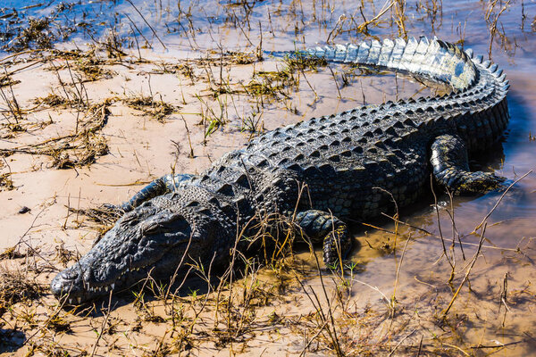 big crocodile hiding in silt of river