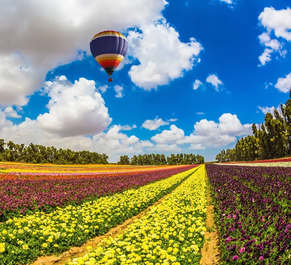 花が畑の上を飛んでのバルーン — ストック写真