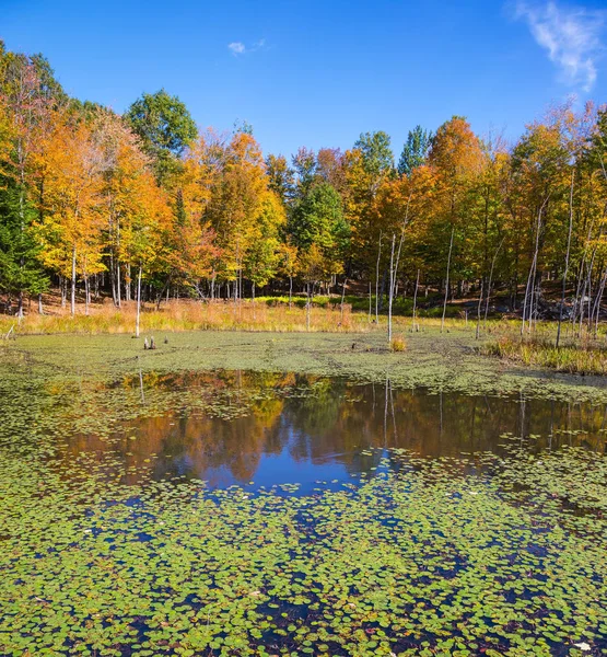 Overwoekerd lelies lake in herfst park — Stockfoto