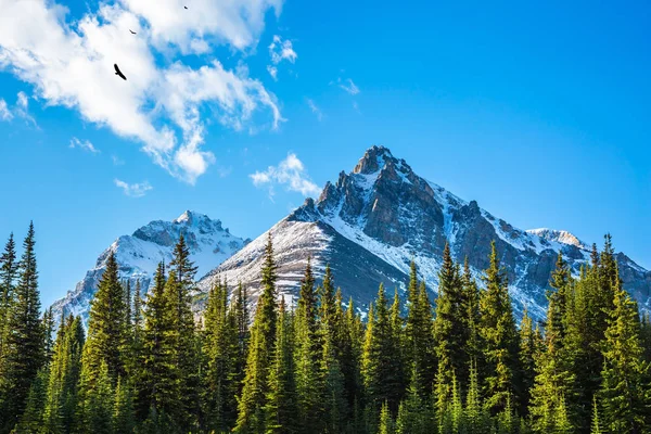 dağlarda çam ormanı üzerinde uçan kuşlar 