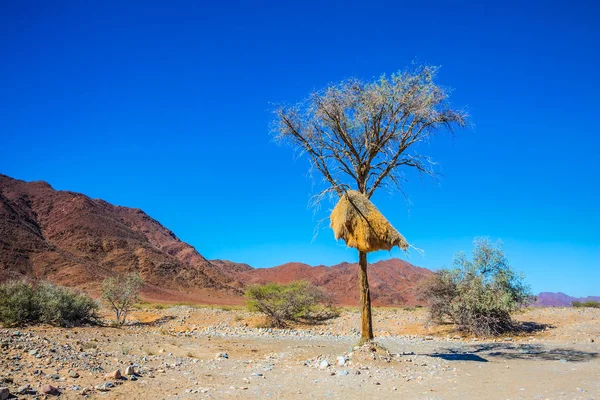 Roadside tree growing in Namib desert — Stock Photo, Image