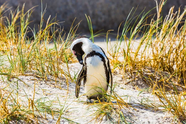 Приятный черно-белый пингвин на траве — стоковое фото