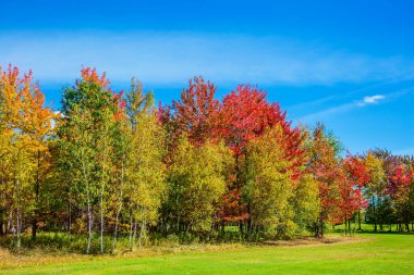 Golden autumn in French Canada clipart