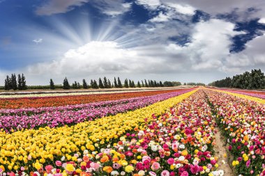 Bahar çiçekli düğünçiçekleri