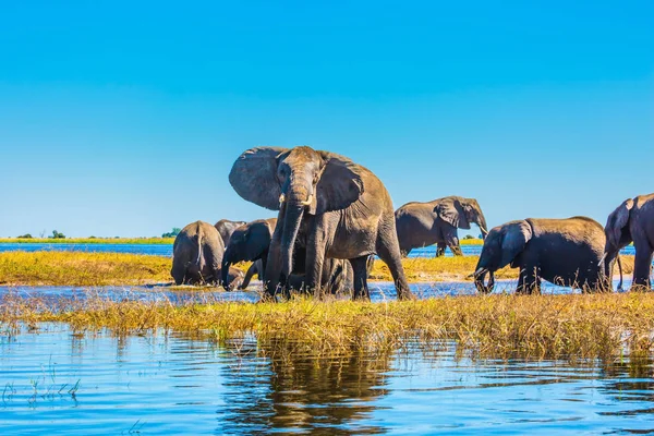 Afrikanische Elefanten überqueren Fluss — Stockfoto