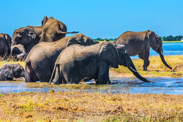 Elefantes africanos cruzando el río — Foto de Stock