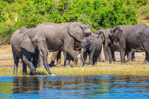 Elefantes africanos cruzando el río — Foto de Stock