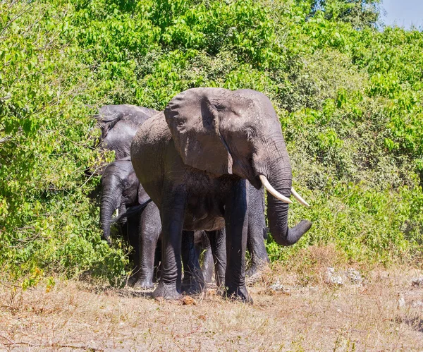 Afrikanische Elefanten überqueren Fluss — Stockfoto