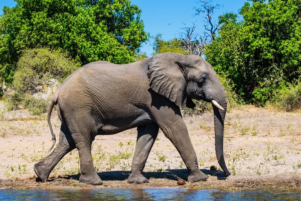 Elefante africano solitario en el lugar de riego — Foto de Stock