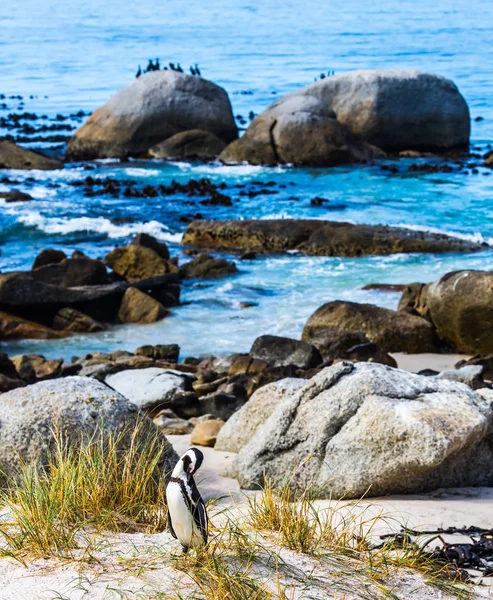 Tučňák na pobřežní písek — Stock fotografie