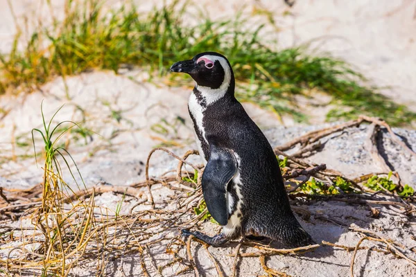 Пингвин на песке — стоковое фото