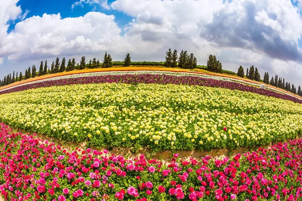 Величезне поле квітучих масляних — стокове фото