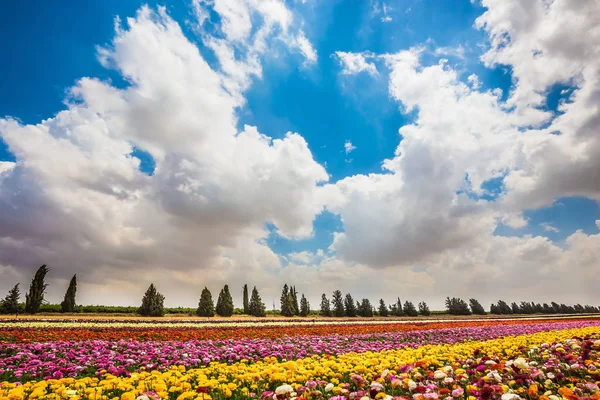 Stort område av blommande smörblommor — Stockfoto