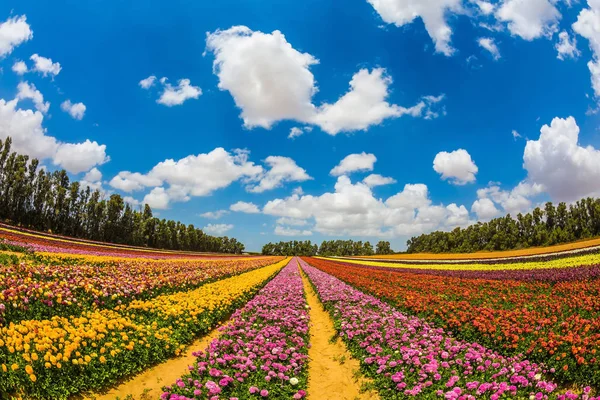 Enorme campo de florecimiento buttercups —  Fotos de Stock