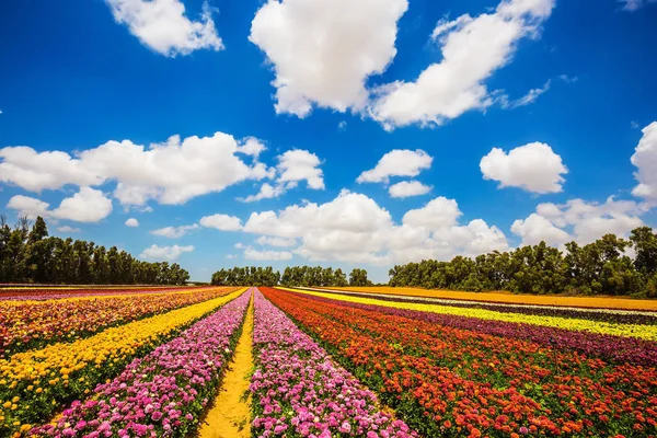Enorme campo di fioritura ranuncoli — Foto Stock