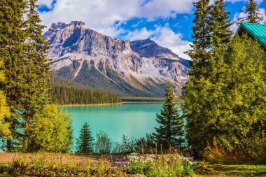 İğne yapraklı orman içinde çiçek glade