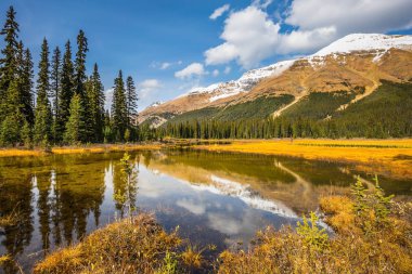 Yumuşak suya yansıyan çam ağaçları