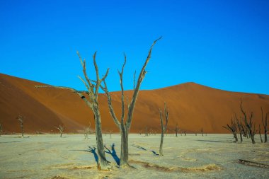 Kurumuş ağaçları havaya antik