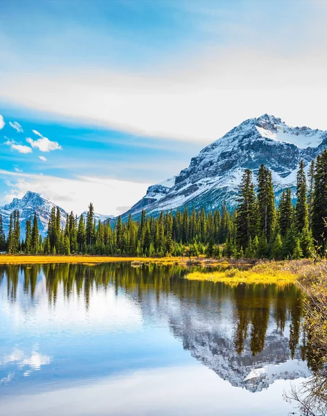 Yumuşak suya yansıyan çam ağaçları