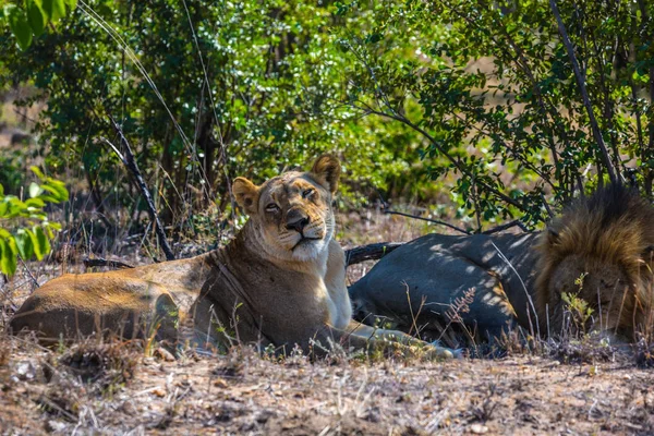 Oroszlán és a nőstény oroszlán pihen a bush — Stock Fotó