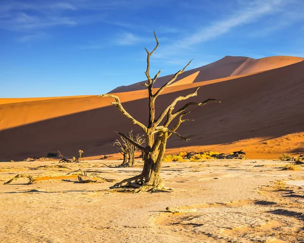 Oude boom opgedroogd — Stockfoto